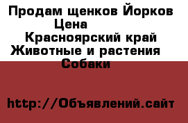 Продам щенков Йорков  › Цена ­ 15 000 - Красноярский край Животные и растения » Собаки   
